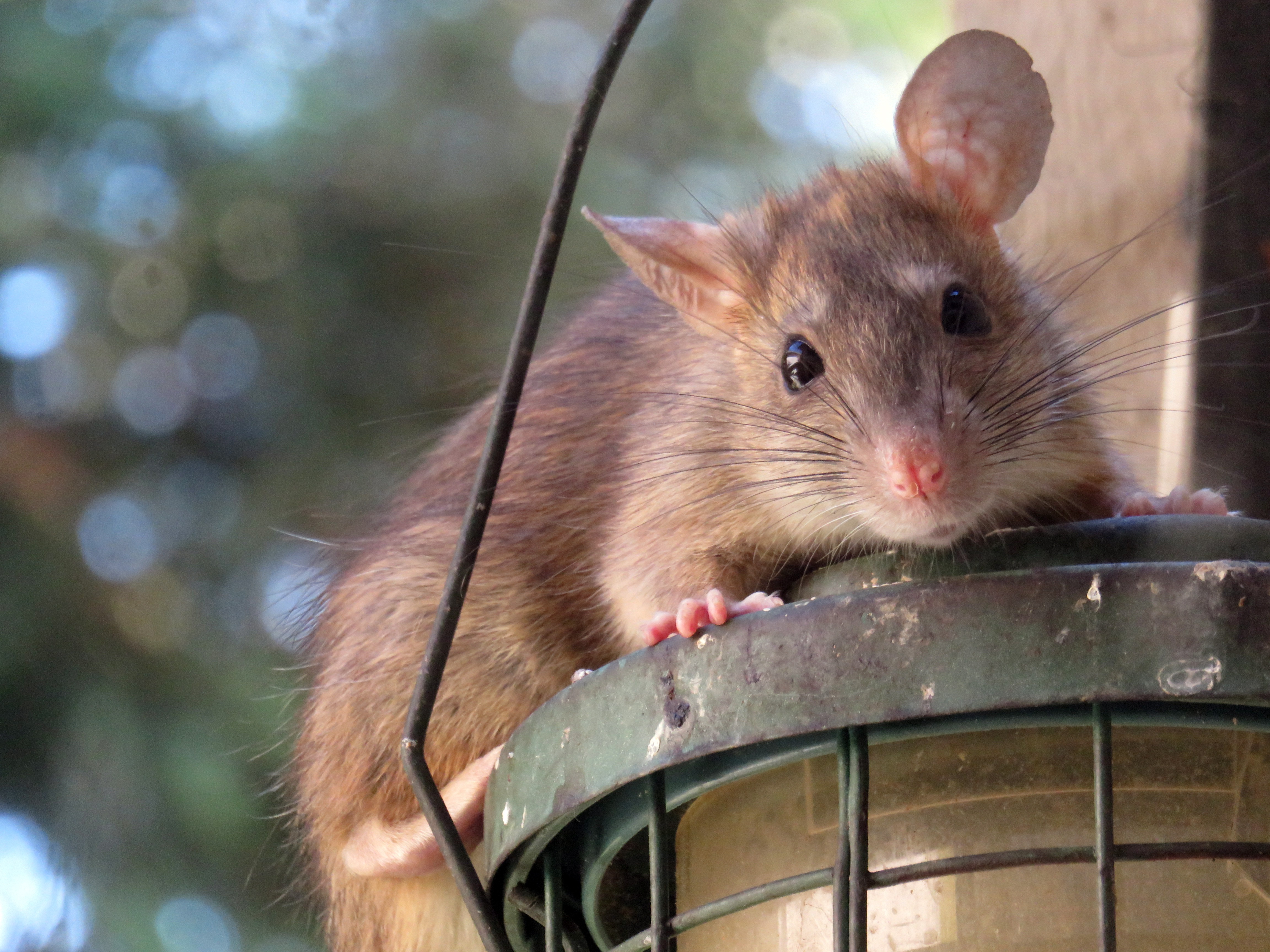 Voorkom overlast van ratten
