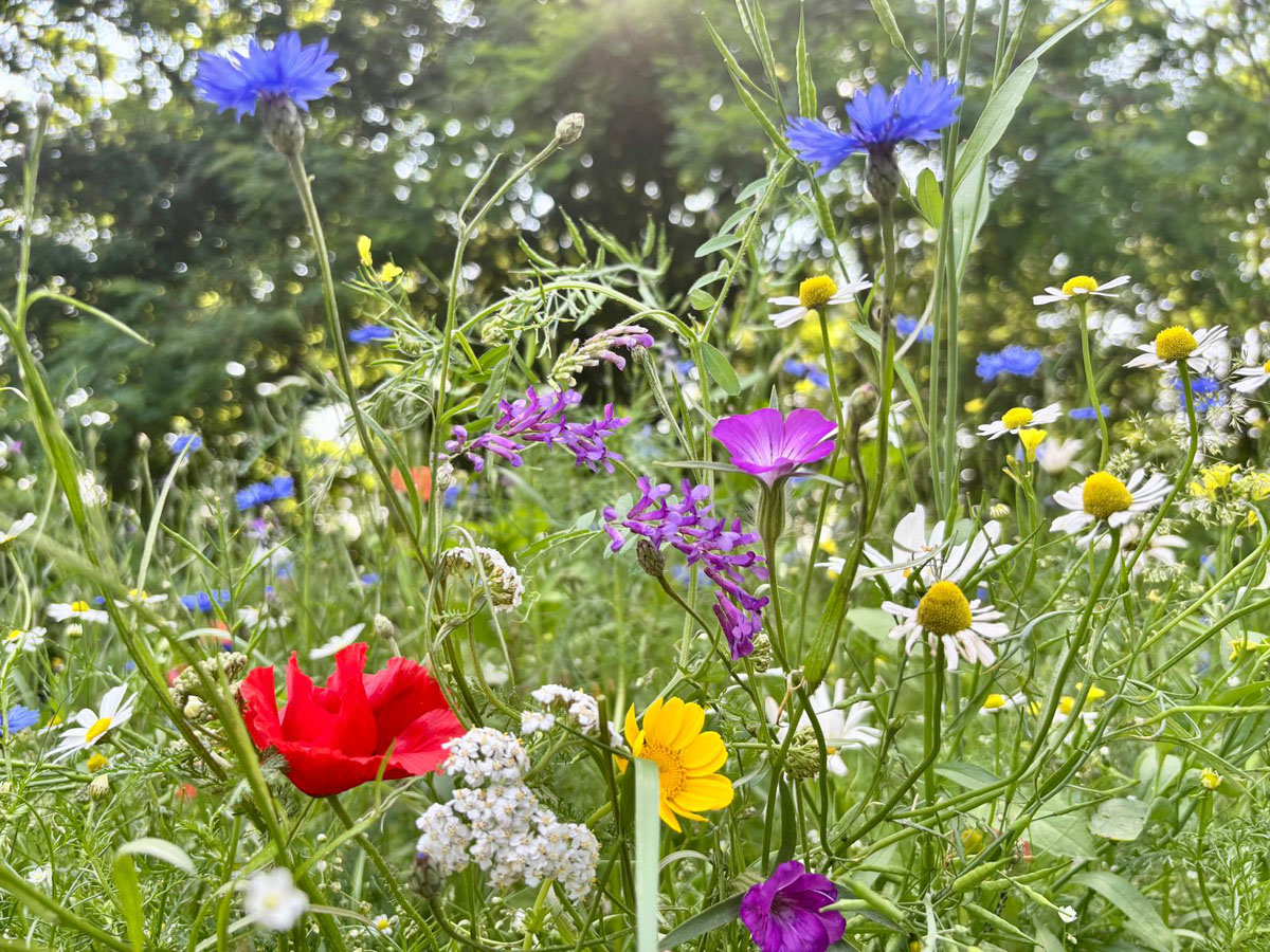 bloemenweide Bloemenweide
