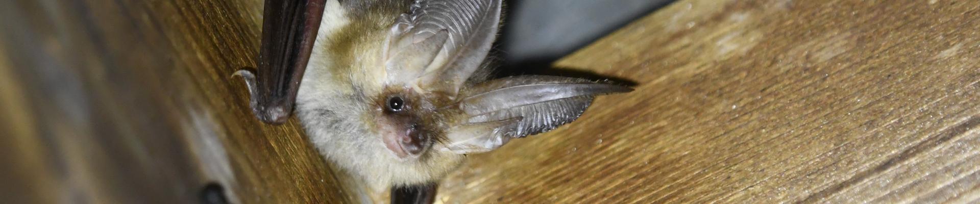Vleermuis