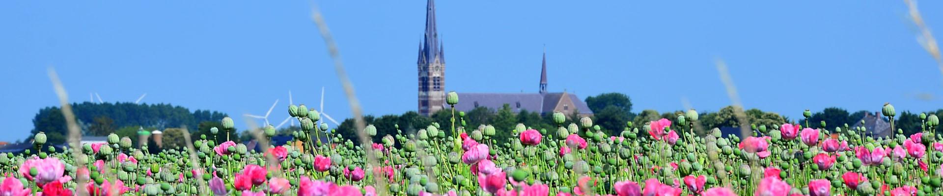 Bloemenveld Wagenberg