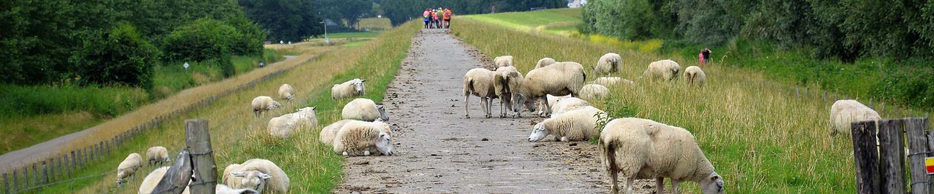 Schapen op Beverpad Lage Zwaluwe