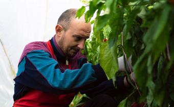 Aardbeienplukker