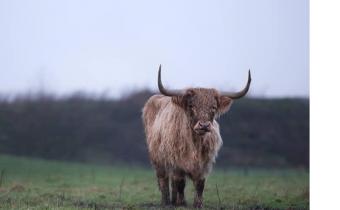 Schotse Hooglander in de Biesbosch
