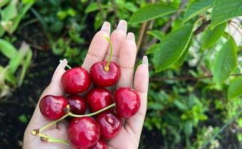 Fruitactie - geplukte kersen