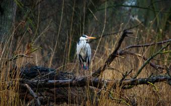 Reiger in de Biesbosch